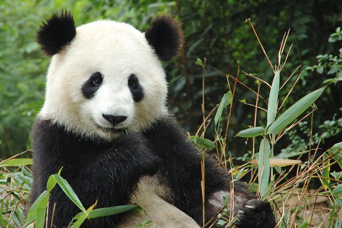 Zoo Of Beauval - Private Trip - What happens at ZooParc de Beauval