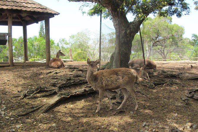 Zoological and Forestry Park Admission Ticket - Views across Noumea and its bays